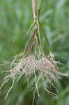 Itchgrass